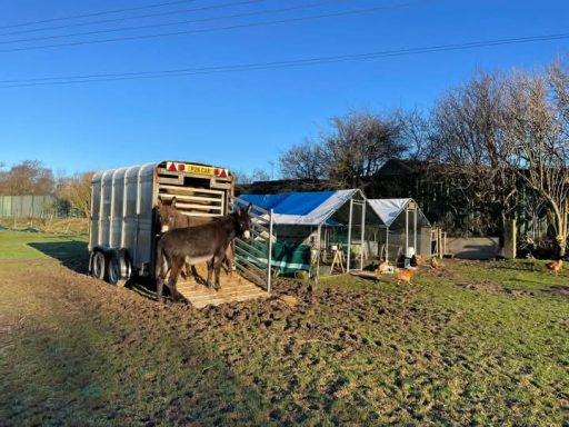 Chicken Coops
