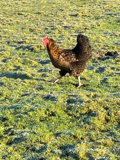 Chicken