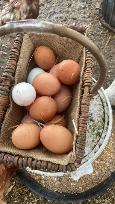 Fresh Eggs